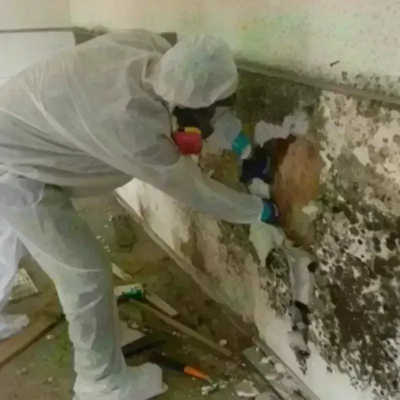 Mold Remediation and Removal in Richland Hills, TX